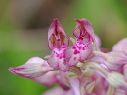 Anacamptis_coriophora_ssp_fragrans_Zambujal-Pinheirinhos